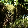 Plants: image 58 Of 208 Thumb